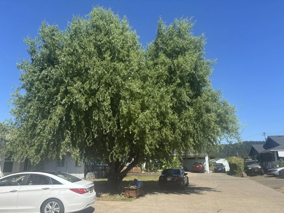 Corkscrew Willow Tree Cuttings - 10 Distinct Curling Branches and Leaves - Salix babylonica 'Tortuosa'