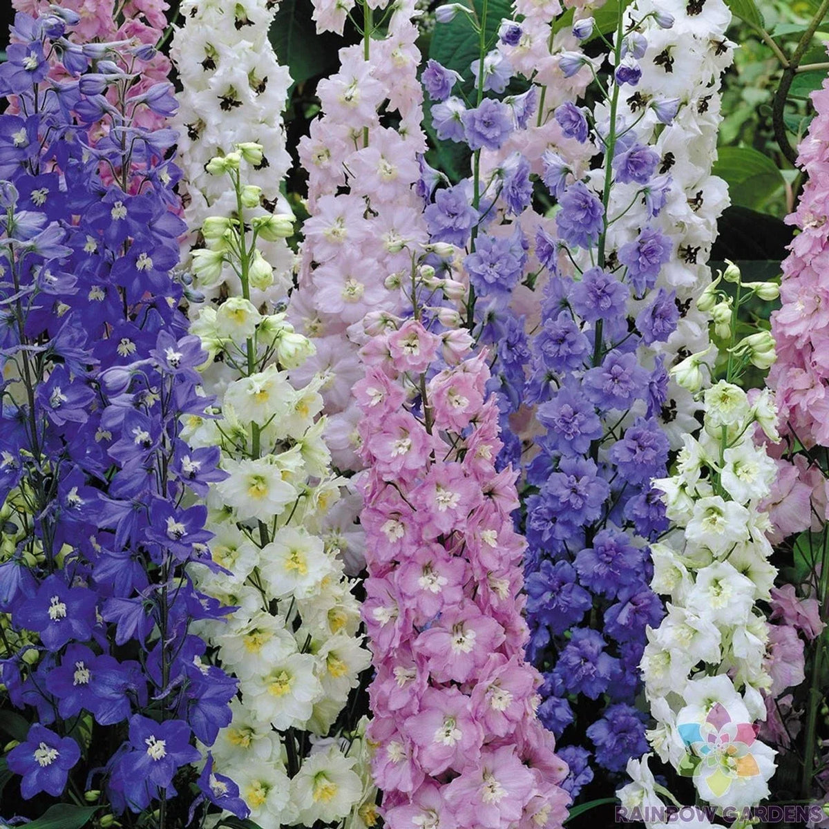 Butterfly Mix Delphinium Seeds - 200+ Pack - Garden Planting - Delphinium spp. - USA Made - Free Shipping