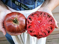 Cherokee Purple Tomato Seeds - 60+ Heirloom Non-GMO Seeds - Organic Variety - Solanum lycopersicum