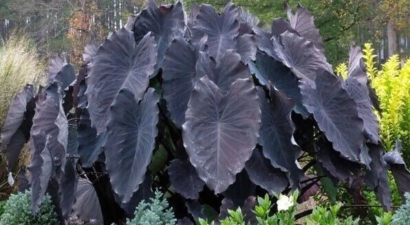 Black Ruffles Elephant Ear Plant - Small Rooted Starter - Colocasia esculenta - Unique Black Foliage