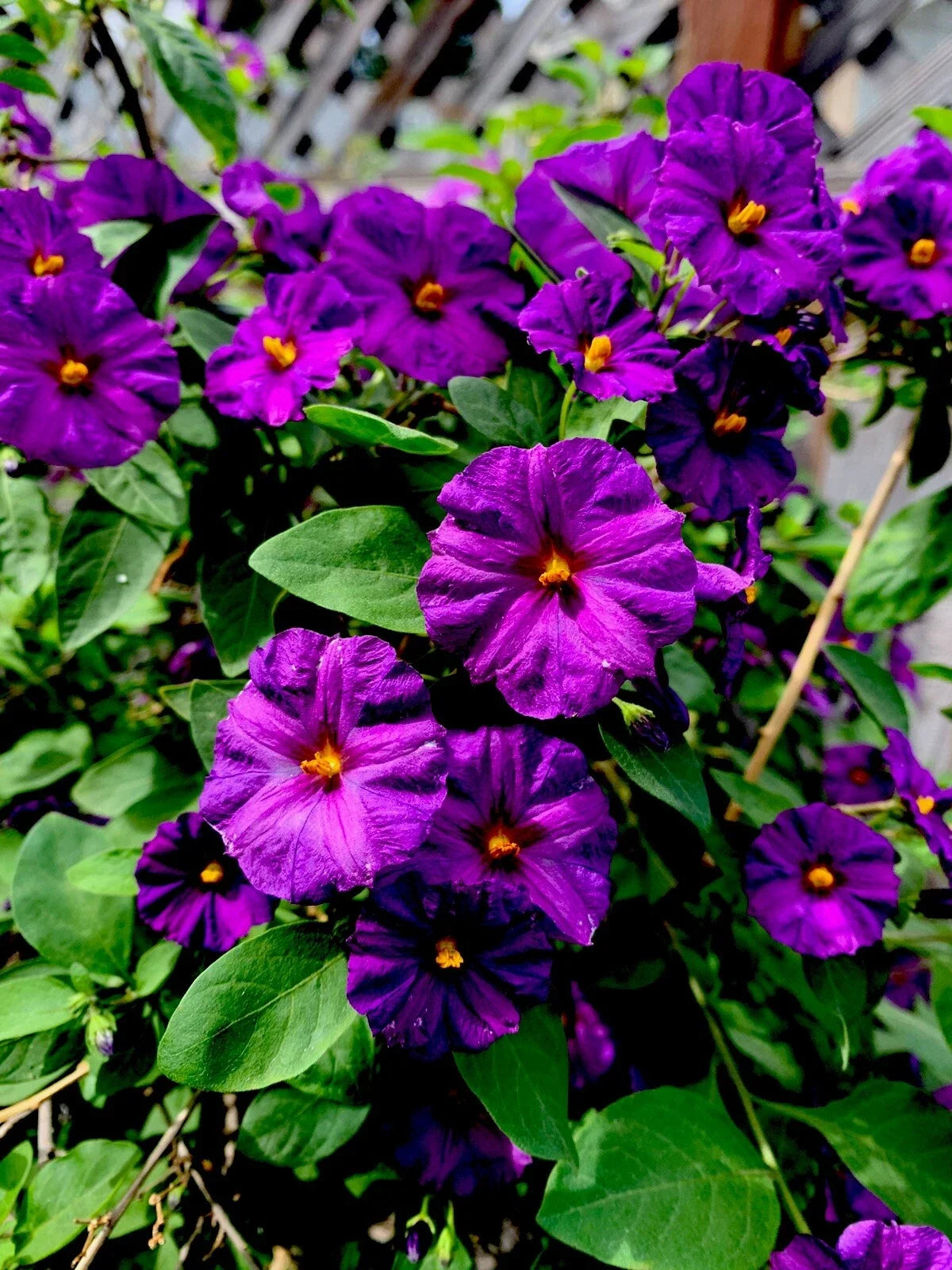 Lycianthes rantonnetii Plants - 8" Tall Kangaroo Apple, Set of 2, 4" Pot Size, Ornamental Foliage, Easy Care