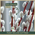 Pussy Willow Cuttings 18" Fresh Cuttings Salix discolor Native Shrub
