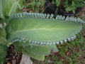Mother of Thousands Plant with 30 Pups, Kalanchoe daigremontiana, Succulent for Home Garden, Indoor Plant