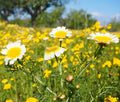 Garland Daisy Mix Seeds - Chrysanthemum, Crown Daisy - Flower Seed Variety, Free Shipping