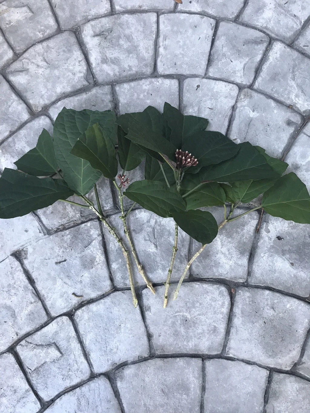 Starburst Plant Cuttings (Clerodendrum quadriloculare) Unrooted - 6 Fresh Cuttings