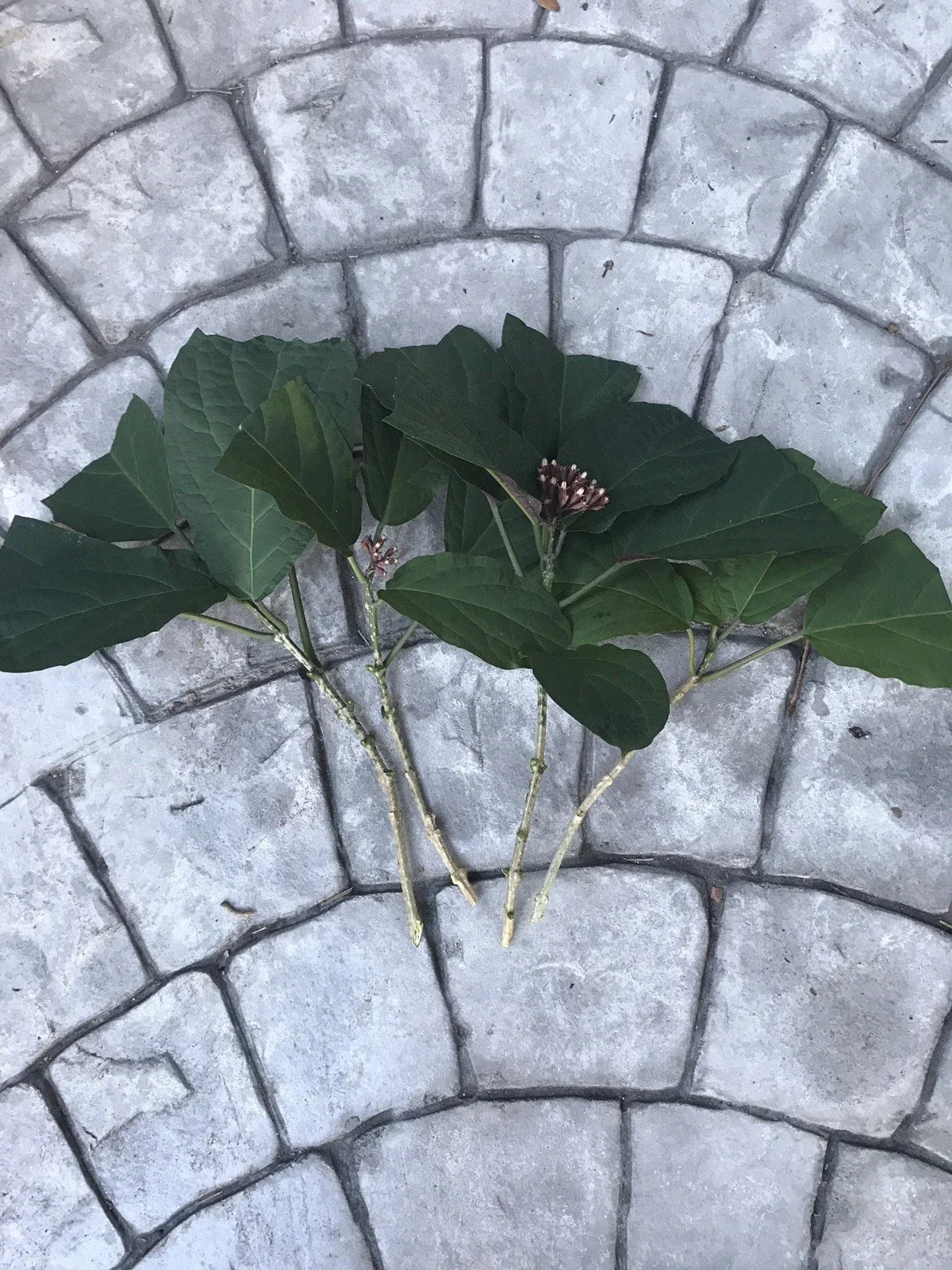 Starburst Plant Cuttings (Clerodendrum quadriloculare) Unrooted - 6 Fresh Cuttings