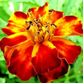 French Marigold Seeds - Spring Mix - Insect Repellent Flower - Tagetes patula - 30 Seeds - Attracts Bees - USA