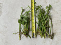 20 Bare Roots Oenanthe javanica, Minari, Water Dropwort, 水芹菜 - Fresh Culinary Herb for Gardens and Cooking