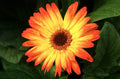 Sunburst Gerbera Daisy Seeds - 200+ Count - Vibrant Blooms for Garden Planting - Gerbera jamesonii