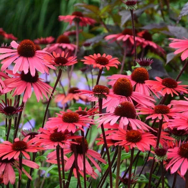 50 Solar Flare Coneflower Seeds | Echinacea Purpurea | Perennial Flower Seeds | USA Grown