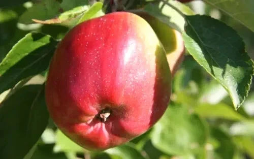 25+ Berner Rosen Apple Seeds for Garden Planting, Malus domestica, Heirloom Variety, USA Grown, Free Shipping
