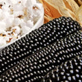 Dakota Black Popcorn Seeds | Popping Purple Blue Ornamental Corn | Zea mays everta