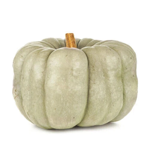 Blue Doll Pumpkin Seeds - 25+ Pack for Garden Planting - Cucurbita pepo - USA Grown, Free Shipping