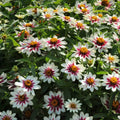 Zahara Starlight Rose Zinnia Seeds - 100+ Pack - Colorful Garden Flowers - Zinnia elegans
