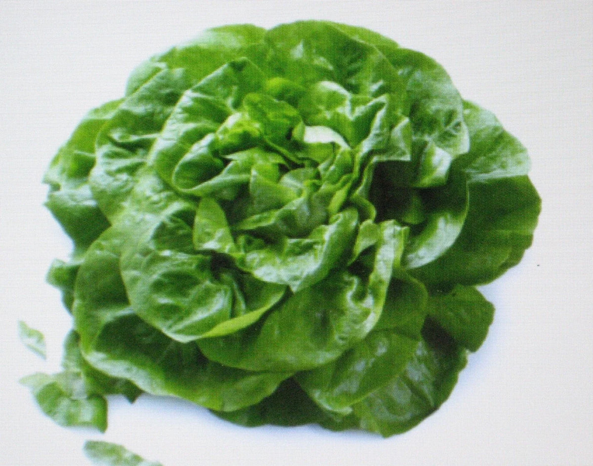 Butterhead Lettuce Seeds - Buttercrunch Variety - 200 Count - Heirloom Vegetable Seeds (Lactuca sativa)