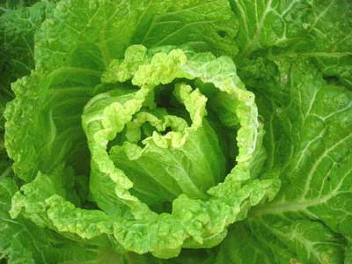 Bok Choy Seeds - Michihili Napa Chinese Cabbage - Heirloom Vegetable for Home Gardening - Brassica rapa var. chinensis