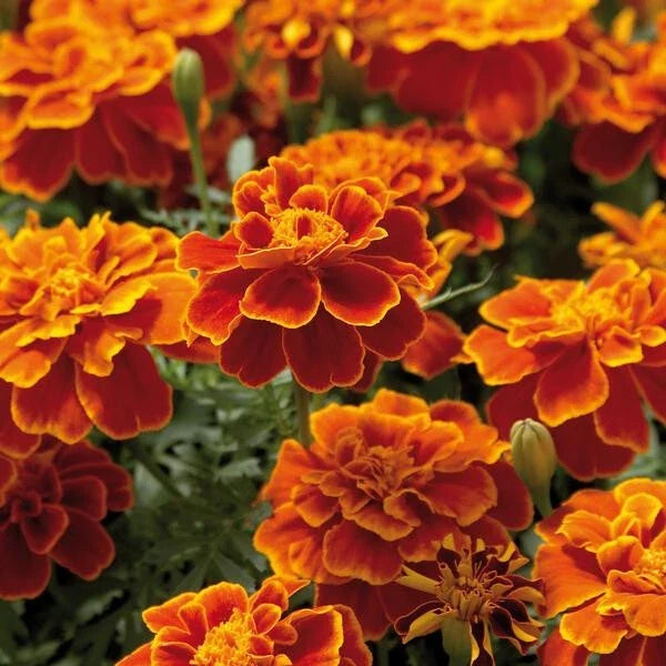 25+ Safari Scarlet Marigold Seeds for Garden Planting - Tagetes erecta - USA Grown