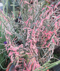 Devil's Backbone Cuttings - 10 Variegated Zig Zag Redbird Pedilanthus Tithymaloides