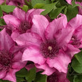 25 Elodie Clematis Seeds - Climbing Perennial - Plumeria Bloom - Clematis spp. - USA Seller