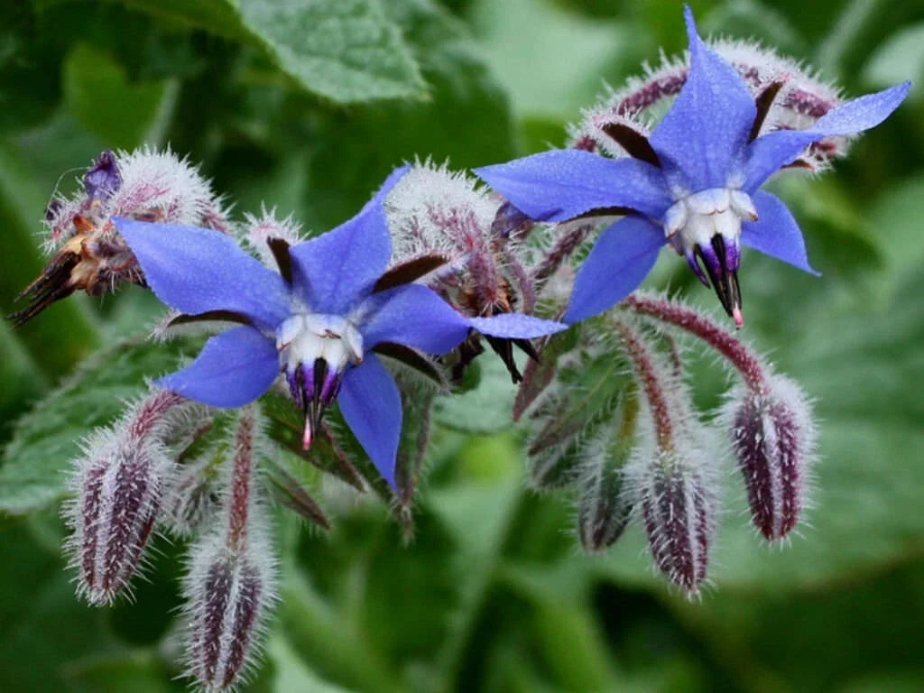 Borage Herb Seeds - 100+ Heirloom NON-GMO Pest Repellent Seeds - Fresh Organic Gardening - Borago officinalis