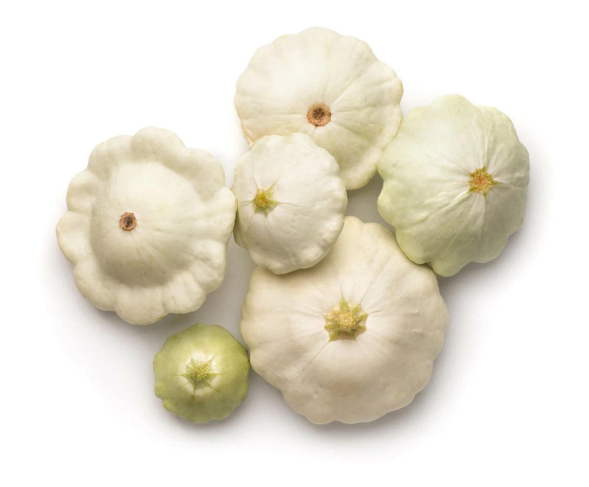 50 Early White Bush Patty Pan Scallop Squash Seeds | Pattypan Vegetable Seeds for Garden Planting