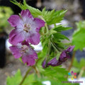 Mottisfont Rose Geranium Seeds - 25+ Seeds for Garden Planting - Pelargonium 'Mottisfont' - USA Shipping