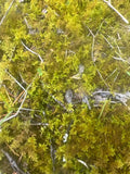 Live Staghorn Moss | Sustainably Harvested | Terrarium and Reptile Habitat | Tennessee Moss (Plagiochila spp.)