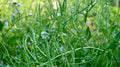 Singara Rat's Tail Radish Seeds - 500+ Seeds for Garden Planting - Raphanus sativus - USA Grown, Free Shipping