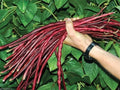 Red Yard Long Bean Seeds - 20 Seeds - Asparagus Bean | Snake Bean - Phaseolus coccineus