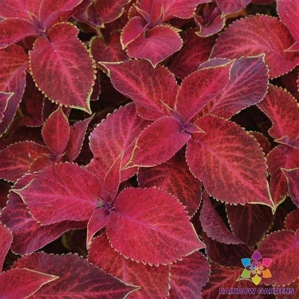 25+ Wizard Velvet Red Coleus Seeds | Colorful Foliage | Perfect for Garden Planting | Coleus blumei