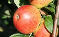Charles Ross Apple Seeds - 25+ Heirloom Seeds for Garden Planting - Malus domestica, USA, Organic