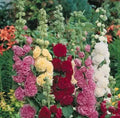 25 Summer Carnival Mix Hollyhock Seeds - Easy Non-GMO Flowers - Free Shipping - Ideal for Texas Gardens