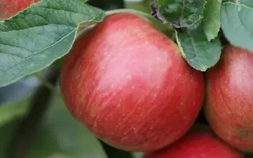 Idared Apple Seeds - 25+ Seeds for Garden Planting - Malus domestica - USA
