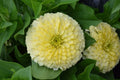 Zinnia Seeds - 100+ Pack - Magellan Ivory Variety - Garden Planting - Zinnia elegans - USA, Free Shipping