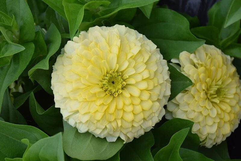 Zinnia Seeds - 100+ Pack - Magellan Ivory Variety - Garden Planting - Zinnia elegans - USA, Free Shipping