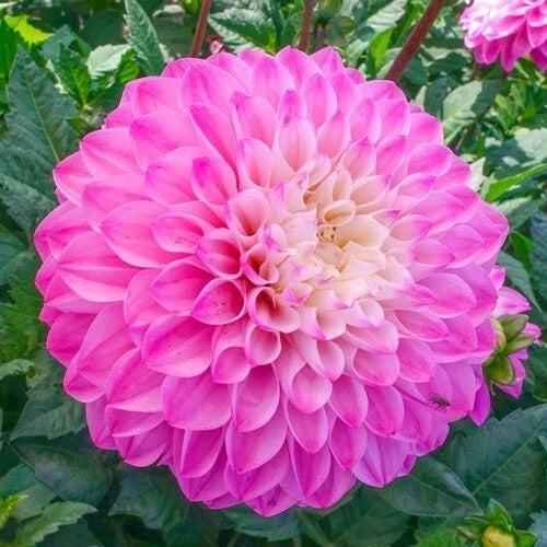 25 Princess Gracias Dahlia Seeds | Perennial Flower Seed | Vibrant Blooms | Dahlia pinnata