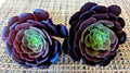 AEONIUM "BLACK ROSE" Cuttings - 3" Diameter - 2 Pack - Succulent Plant Cuttings - Indoor/Outdoor Garden Decor