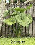 Giant Taro Plant Bare Root 10" Colocasia Elephant Ear Ready to Plant