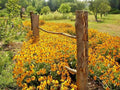 Black Eyed Susan Flower Seeds - 1 oz Perennial Native Wildflower - Drought & Heat Resistant (Rudbeckia hirta)