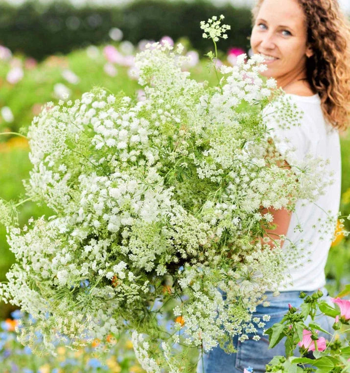 Bishop's Flower Bouquets Green Mist Seeds - Tall Non-GMO 200 Seeds for Beneficial Insects (Ammi majus)