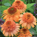 Cantaloupe Rudbeckia Seeds - 200+ Pack for Garden Planting - Black-eyed Susan (Rudbeckia hirta) - USA