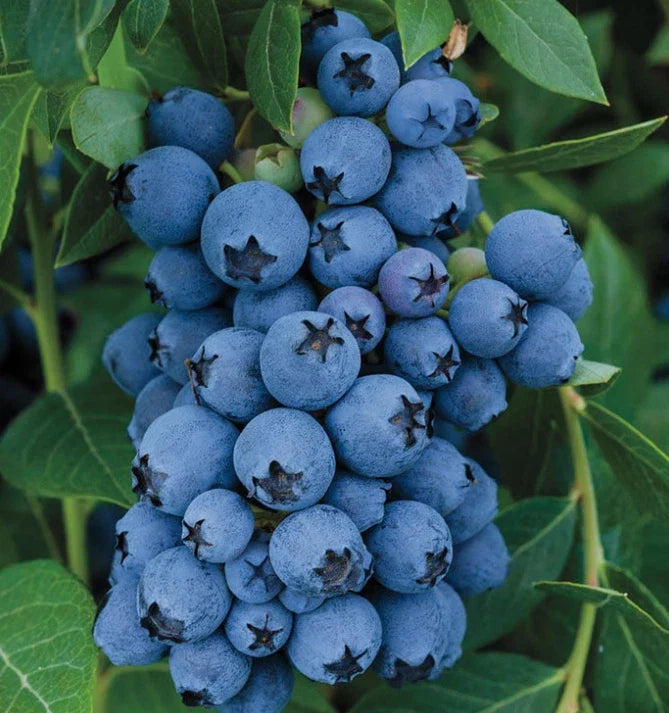 Jewel Blueberry Bush Starter Plant 4-6 in - Jewel Southern Highbush Blueberry - Vaccinium corymbosum