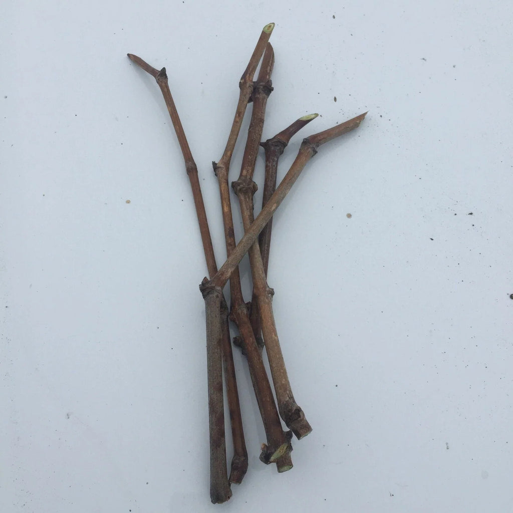 6 Unrooted Japanese Kyoho Grape Cuttings | Vitis vinifera x V. labrusca, Sweet Giant Fruit