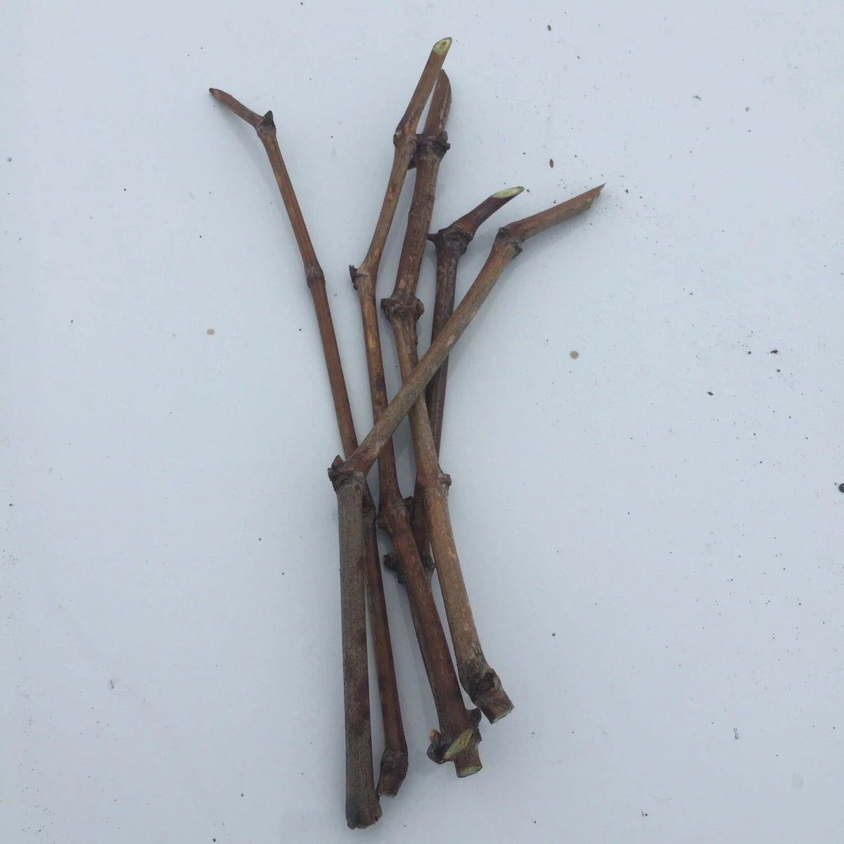 6 Unrooted Japanese Kyoho Grape Cuttings | Vitis vinifera x V. labrusca, Sweet Giant Fruit