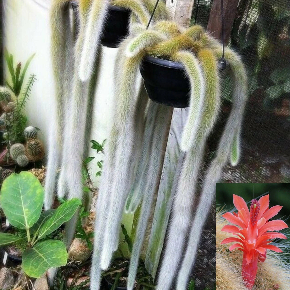 Monkey Tail Cactus Succulent Plant - Hildewintera colademononis - Unique Green Fuzzy Texture, Easy Care Houseplant