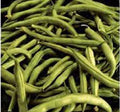 Heirloom Bean Seeds, Commodore Bush, 500+ Non-GMO Green Bean Seeds, Organic Variety for Home Gardening