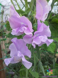Misty Mountain Sweet Pea Seeds - 50+ Pack for Garden Planting - Lathyrus odoratus - USA Grown