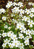 Baby's Breath Seeds - 500+ Seeds - Gypsophila paniculata - Perfect for Gardens & Bouquets