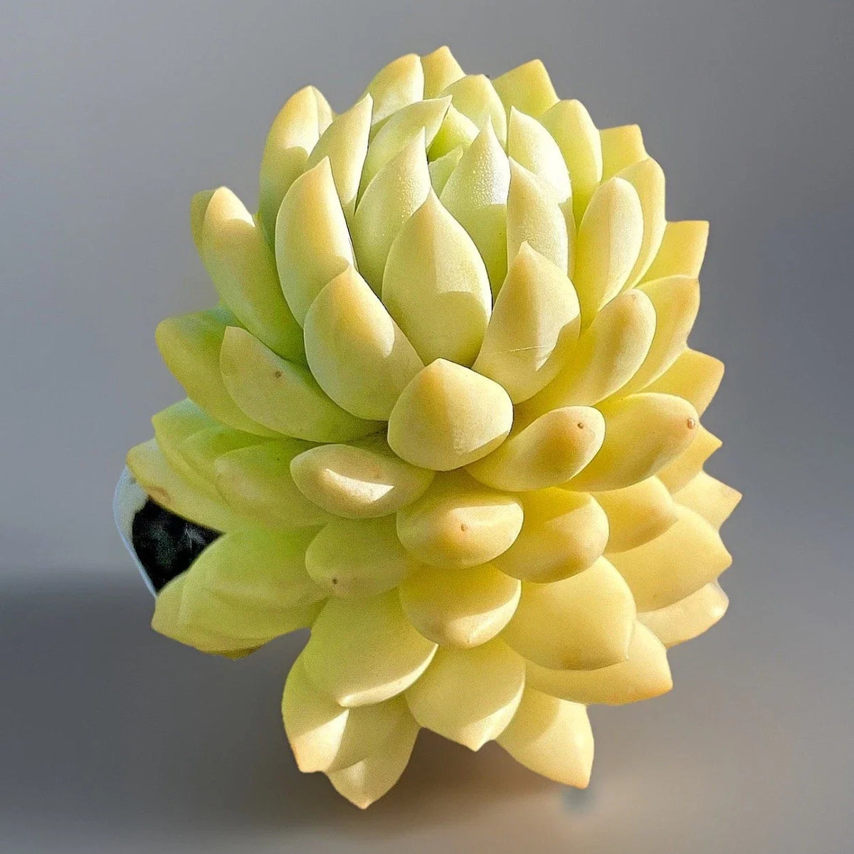 Rare Succulent Live Plant 2-Inch Sedeveria Lilac Mist Fully Rooted (Sedeveria) - Unique Colorful Hybrid for Plant Lovers