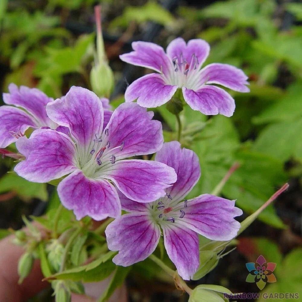 Whiteleaf Geranium Seeds - 25+ Seeds for Garden Planting - Pelargonium hortorum - USA